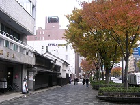 京都街中の紅葉.jpg