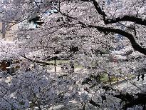 堤の桜3.jpg