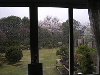 応接室からの　庭の桜.jpg