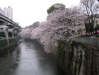 江戸川橋から江戸川公園の桜.jpg