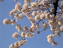 青空に映える桜.jpg